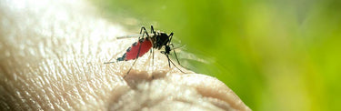 How to Become a mosquito killer without Chemicals?